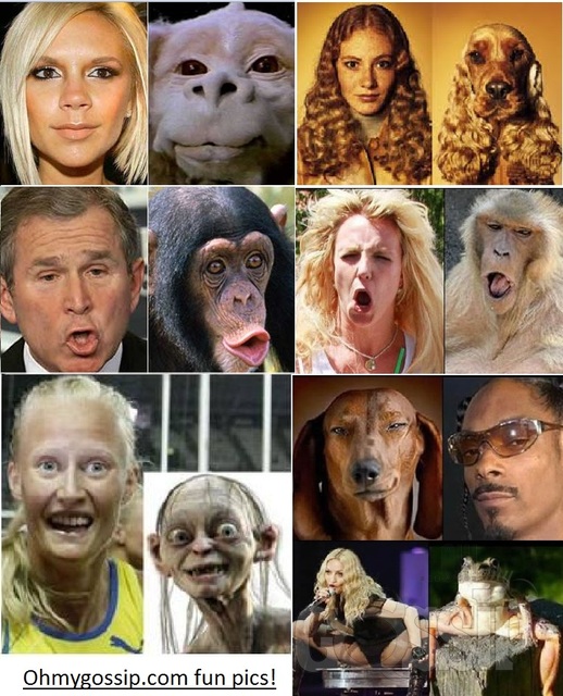 lookalike_ohmygossip