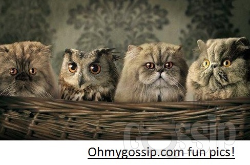 cat_ohmygossip
