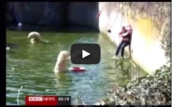 Woman attacked by Polar Bears at Berlin Zoo