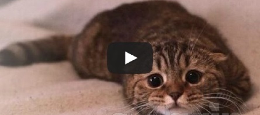 Video: Cute cats feel guilty