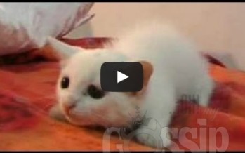 Most Hilarious Videos Of Cats 2014