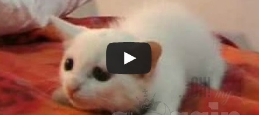 Most Hilarious Videos Of Cats 2014